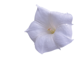 Luna flor png transparente antecedentes