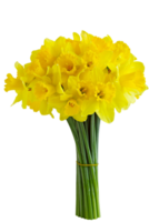 Narzisse Blume png transparent Hintergrund