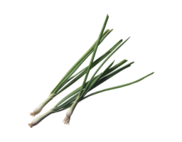 onion png transparent background