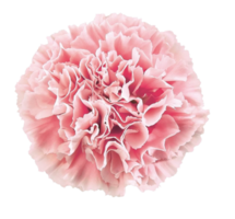 carnation flower png transparent background