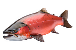 salmon fish side view isolated on transparent background ,sea fish png ,generative ai