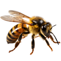 Honig Biene isoliert auf transparent Hintergrund ,Insekt Biene Schnitt aus png ,generativ ai