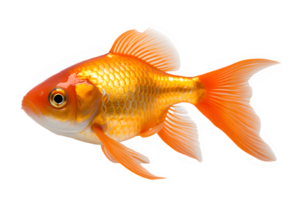 goldfish isolated on transparent background ,ornamental fish png ,generative ai