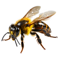 honey bee isolated on transparent background ,insect bee cut out png ,generative ai