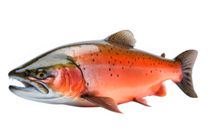 salmon fish side view isolated on transparent background ,sea fish png ,generative ai