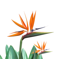 vogel van paradijs bloem PNG transparant achtergrond