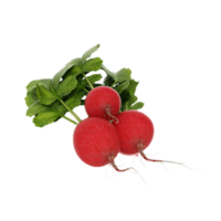 radish png transparent background