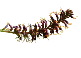 Amorpha fruticosa png transparent background