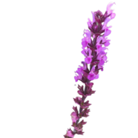 false salvia bloem PNG transparant achtergrond