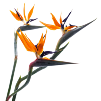 bird of paradise flower png transparent background