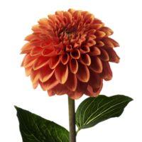 dahlia bloem PNG transparant achtergrond