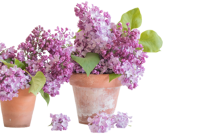 Lilac flower png transparent background