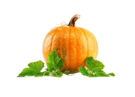 pumpa png transparent bakgrund