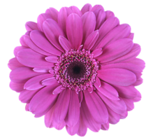 áster flor png transparente fundo