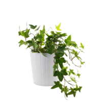 Hedera Helix png transparent background