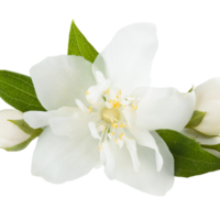 Jasmin Blume png transparent Hintergrund