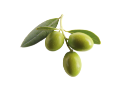 olive png transparent Contexte