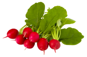 radish png transparent background