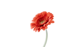 Gerbera png transparent background