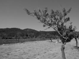 the island of Ibiza photo