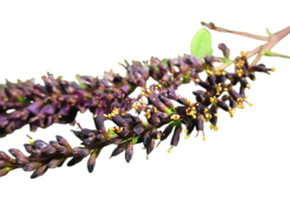 Amorpha fruticosa png transparent background