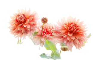 Dahlie Blume png transparent Hintergrund