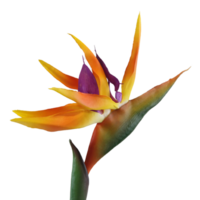 bird of paradise flower png transparent background