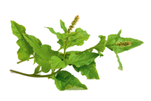 spinach png transparent background