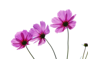 Kosmos Blume png transparent Hintergrund