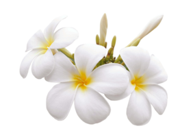 plumeria blomma png transparent bakgrund