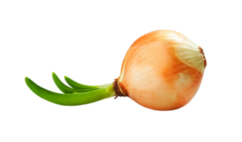 onion png transparent background