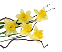 Narzisse Blume png transparent Hintergrund