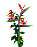 bird of paradise flower png transparent background