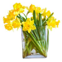 daffodil flower png transparent background