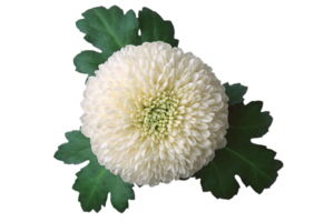 Chrysanthemum flower png transparent background