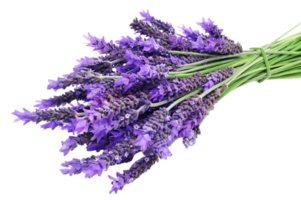 purple giant hyssop flower png transparent background