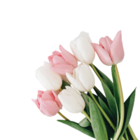 Tulip flower png transparent background