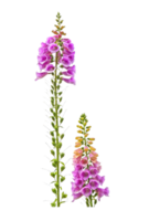 fingerborgs blomma png transparent bakgrund