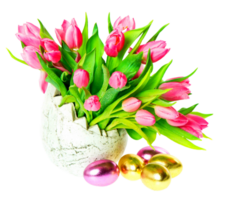 Tulip flower png transparent background