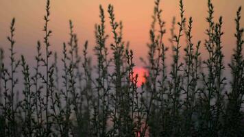 rood zonsondergang, visie door de gras video