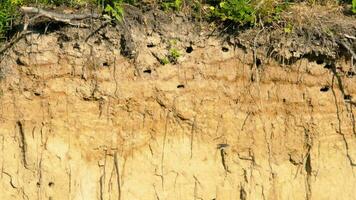 vencejos nidos en la ladera, sand martin riparia riparia video