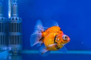 Goldfish in the cabinet photo