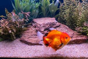 Goldfish in the cabinet photo