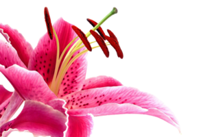 Lilie Blume png transparent Hintergrund