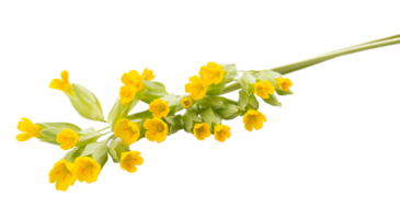 evening primrose flower png transparent background