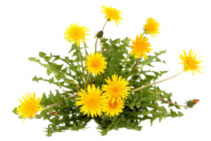 dandelion flower png transparent background