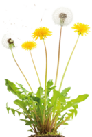 maskros blomma png transparent bakgrund