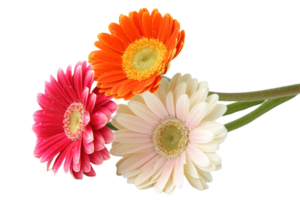 Gerbera png transparent background