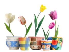 tulipán flor png transparente antecedentes