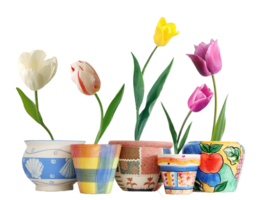 Tulip flower png transparent background